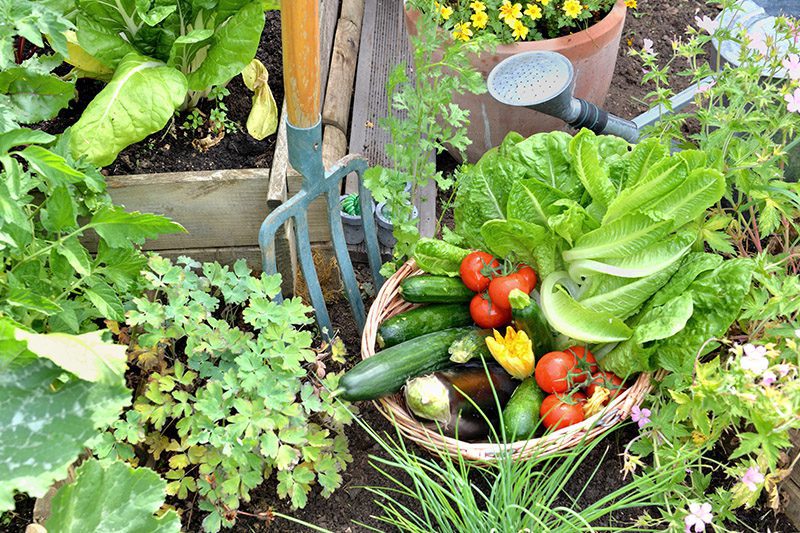 foundations of food sovereignty